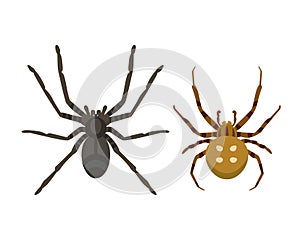 Spider silhouette arachnid fear graphic flat scary animal poisonous design nature phobia insect danger horror tarantula