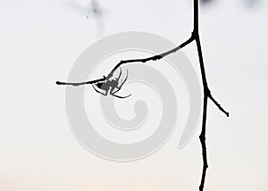 Spider Silhouette on branch