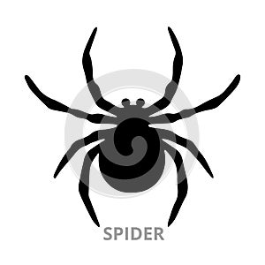 Spider silhouette. spider sign on white background. Isolated object for web and application. photo