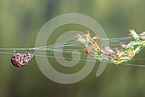 Spider Silk Thread