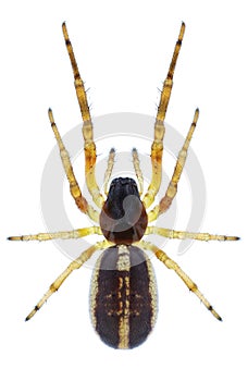 Spider Singa nitidula