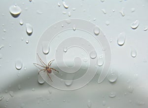 Spider in the Sink!