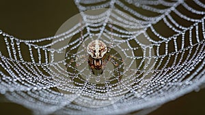 The background is softly blurred emphasizing the web and spider in sharp focus