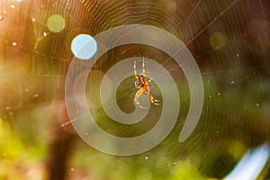 A spider sits in the center of its round web in the sunshine in the forest