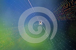 spider sits in the center of a woven web