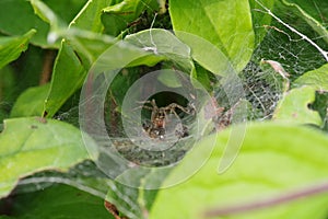 A spider sitting in its cobweb among the leaves