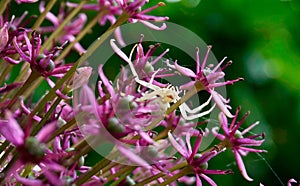 A spider sits on a flower of an ornamental bow.