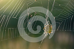 Spider sits in her web at sunset