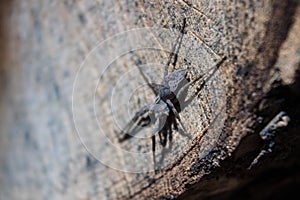 The spider sits on a wooden stump. The spider is looking for a place to weave the web