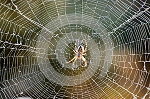 A spider is sitting in the center of a spider web