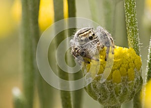 Spider sitting on flower