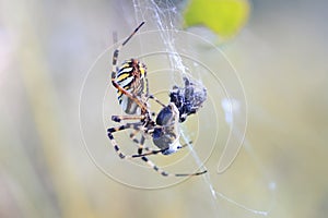 spider sitting in its web and eats its prey