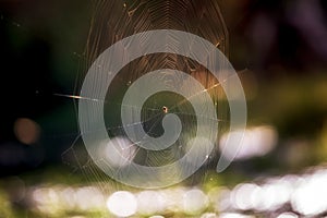 Spider sitting on spider web. dew on the web with gold sunlight bokeh as background