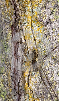 Spider sitting on tree well camouflaged.