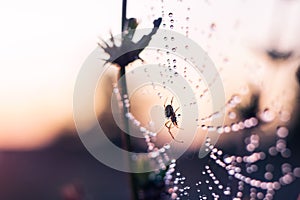 Spider sitting in the web