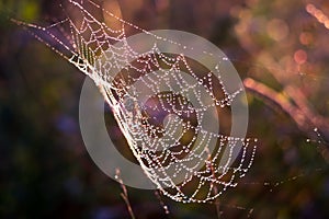 Spider sitting in the web