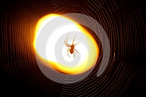 Spider sitting on a web at night under the light of a lantern