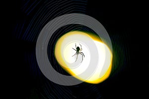 Spider sitting on a web at night under the light of a lantern