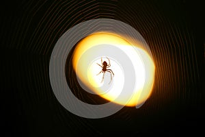 Spider sitting on a web at night under the light of a lantern