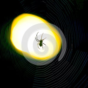Spider sitting on a web at night under the light of a lantern