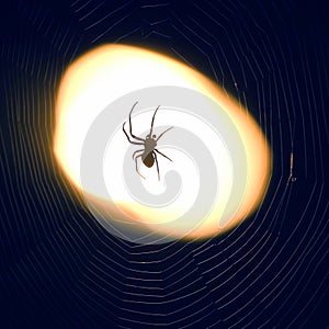 Spider sitting on a web at night under the light of a lantern