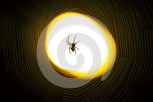 Spider sitting on a web at night under the light of a lantern