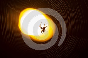 Spider sitting on a web at night under the light of a lantern
