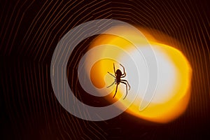Spider sitting on a web at night under the light of a lantern