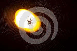 Spider sitting on a web at night under the light of a lantern
