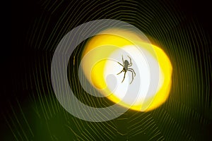 Spider sitting on a web at night under the light of a lantern