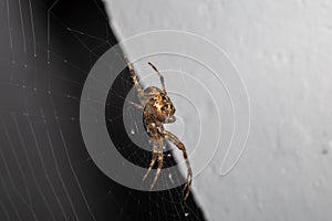 Spider is sitting on the web.