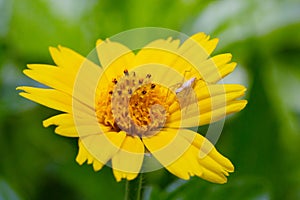 A spider sitting on a yellow flower petal