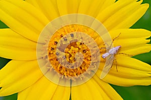 A spider sitting on a yellow flower petal