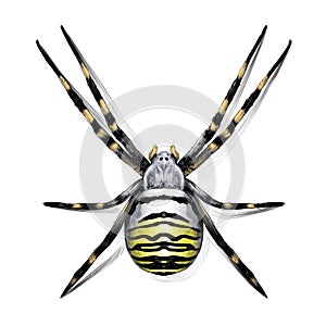Spider sketch drawing vector