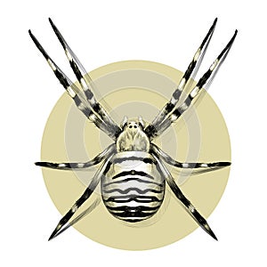 Spider sketch drawing vector