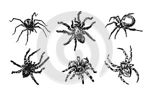 Spider sketch vector set of illustration. Hand drawn style picture.