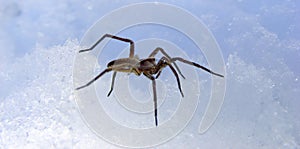 Spider on snow