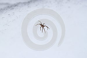 Spider on snow