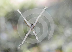 The spider species Argiope aurantia is commonly known as the yellow garden spider, writing spider, corn