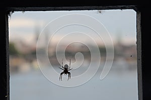 Spider photo