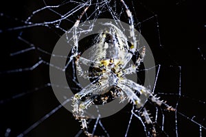 Spider and spider`s web on black background. Arachnid climbing the web. Extreme close up macro image.