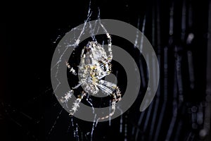 Spider and spider`s web on black background. Arachnid climbing the web. Extreme close up macro image.