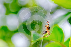 A spider on a spider\'s web feeds. Araneus is a genus of common orb-weaving spiders