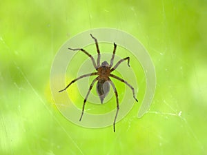 Spider and Spider`s Web Green Background
