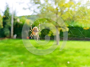 Spider on spider& x27;s web with landscape and green background