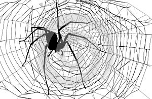 Spider and spider web