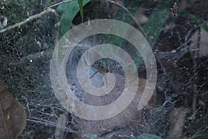 Spider on a spider web