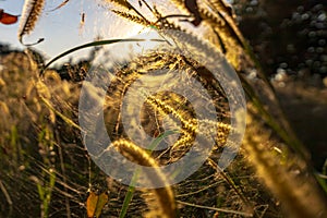 Spider on the spider web or cobweb and light of sunset