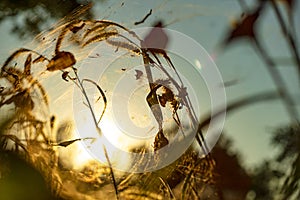 Spider on the spider web or cobweb and light of sunset