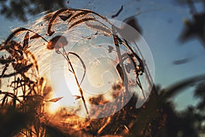 Spider on the spider web or cobweb and light of sunset